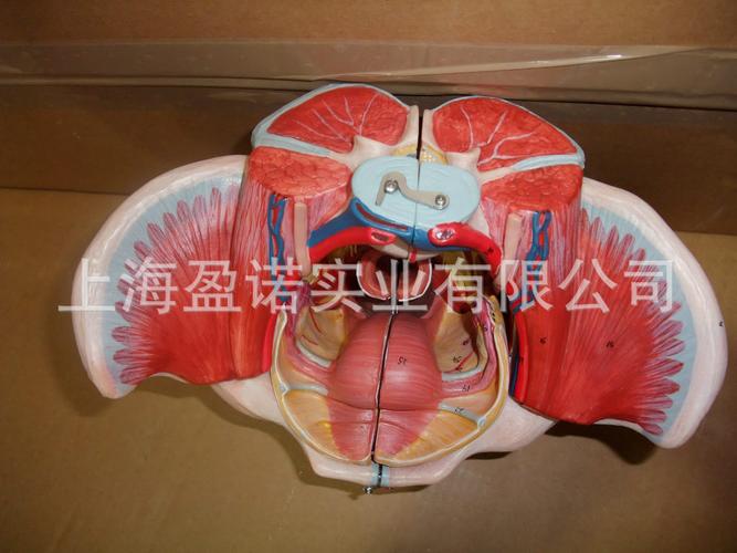 办公,文教 教学模型,器材 医药教学器材 女性骨盆附生殖器官与血管