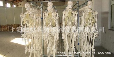 医药教学器材-85CM全身人体骨骼模型医学模型YR/A002-医药教学器材尽在阿.